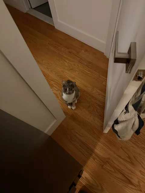 first time cat owner, adopted bonded sisters- so glad I did !