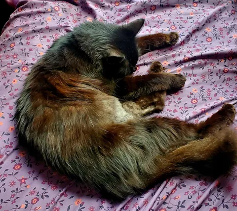 am I crazy or is our black cat actually red?