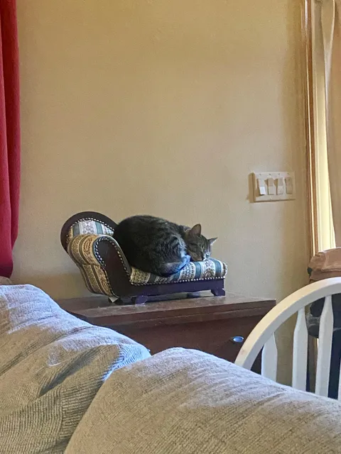 Toulouse resting on her cat sized couch 