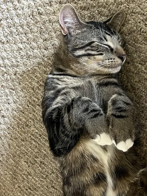 Show your adorable cat sleeping 😴 