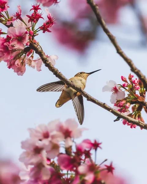 ITAP of a Hummingbird