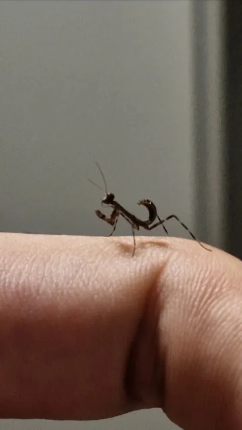 Found this little guy tangled in my leg hair