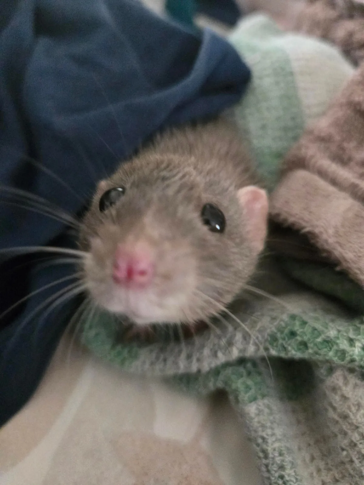 Jimily in the pile of clean laundry!