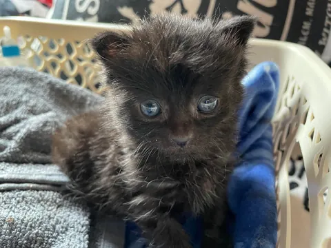 Mortimer The Frostbitten Kitten