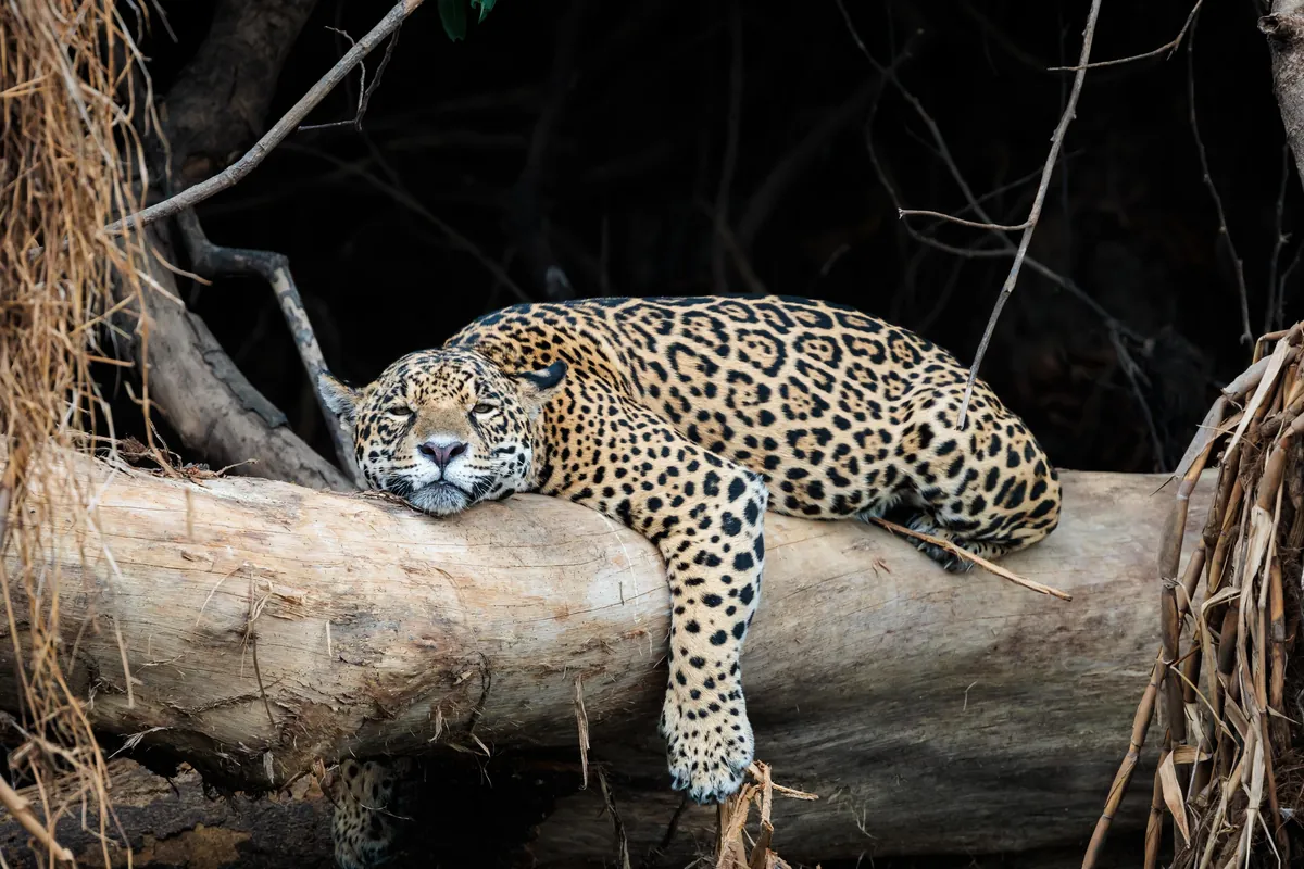 Self Drive Trip along the Transpantaniera Highway in the Brazilian Pantanal
