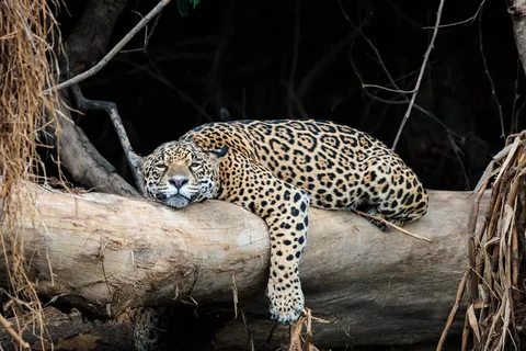 Self Drive Trip along the Transpantaniera Highway in the Brazilian Pantanal