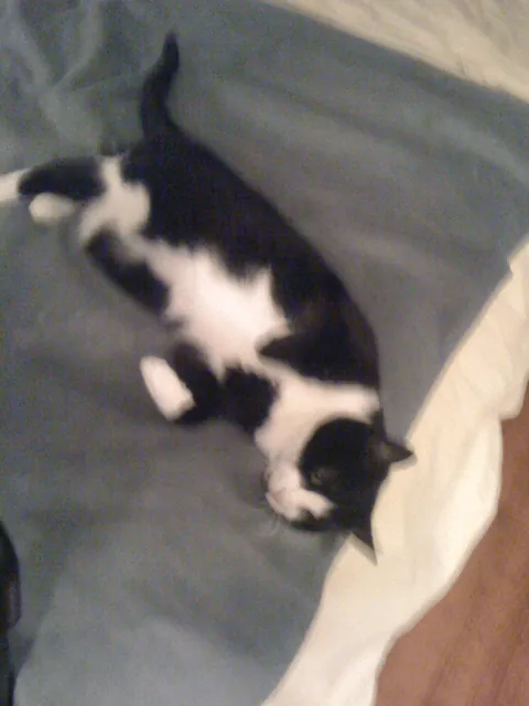 My cat of 17 years finally departed for heaven earlier this morning