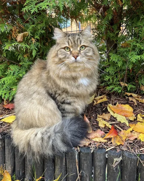 From terrified and abandoned to safe, warm and loved. Meet my little survivor ❤️