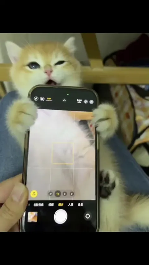 Kitty takes a selfie