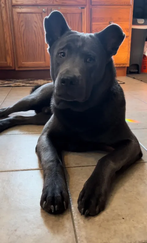 My 8.5mo gorillabear dog 