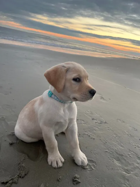 Some pics of my pup throughout her life so far