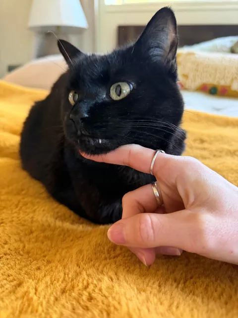 Cats teeth pushing out/getting longer?