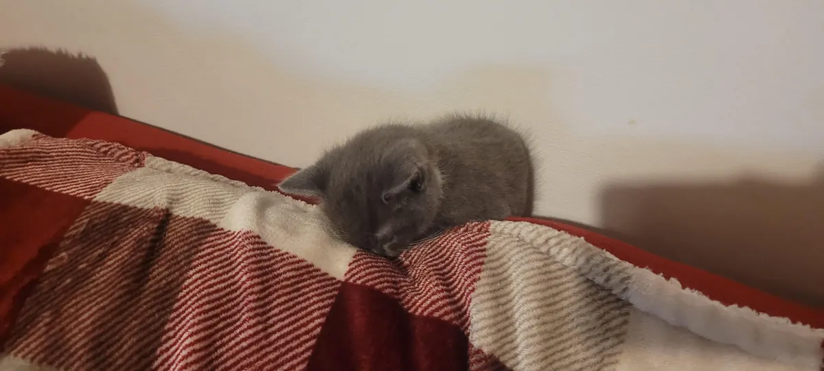 I recently became a cat dad. This is M'aiq the Liar and he has lit up my life.