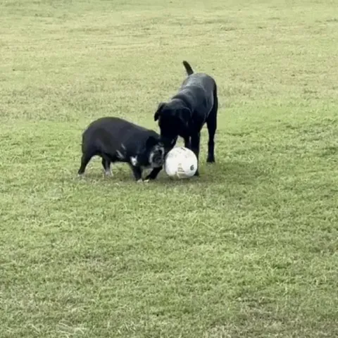 Pig wants to play ball but the dog won't let them