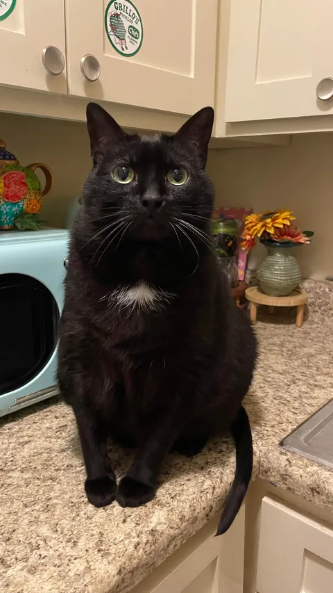 My sweet Bean 🖤☁️