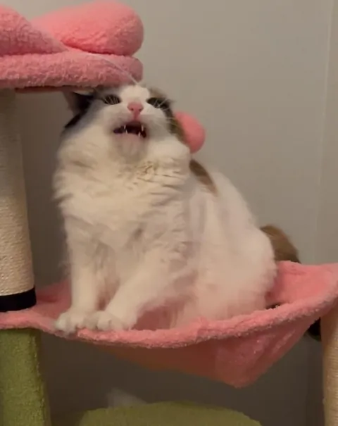 My little lady’s reaction to her cat tree: