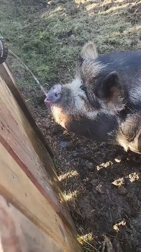 The very efficient manner this pig drinks water from a hose