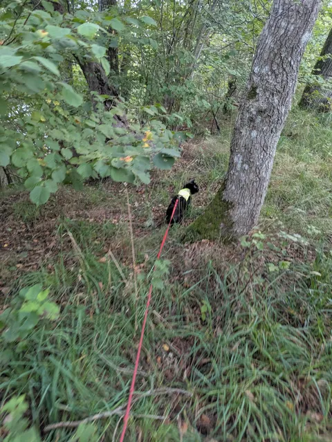 Soon Autumn Walkie