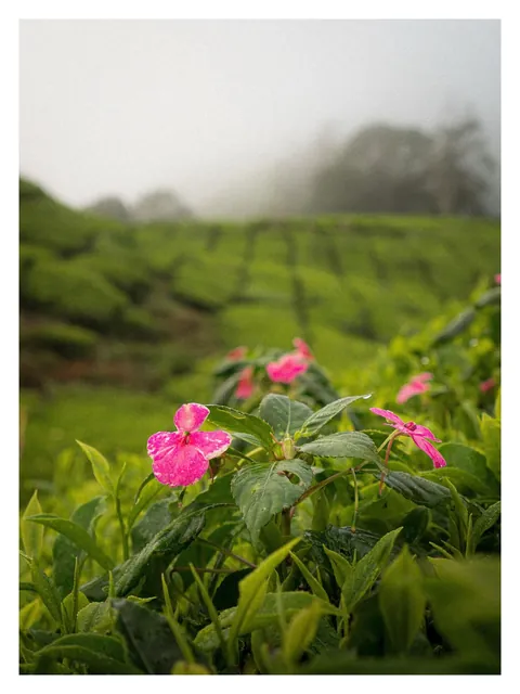 Hiking through Cameron Highlands in Malaysia with local stray dogs.