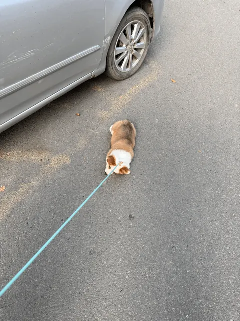 Just took my pup out for a walk. Started off running happily… five minutes later, he plopped down on the ground and refused to move. Ended up carrying him home.