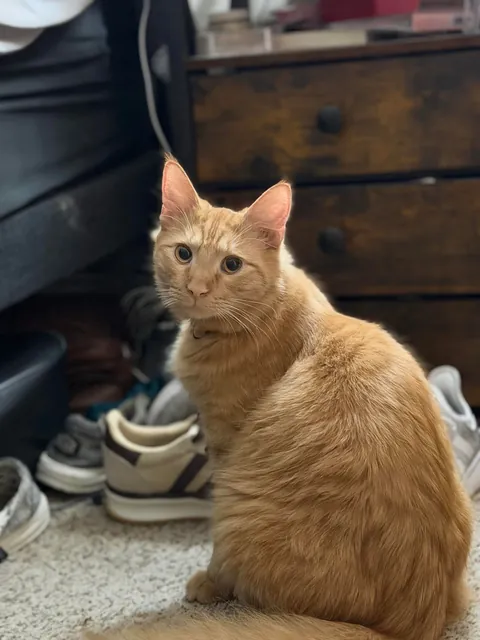 Full Blown Crazy Cat Lady