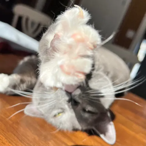 Show me your grey kitties  🩶