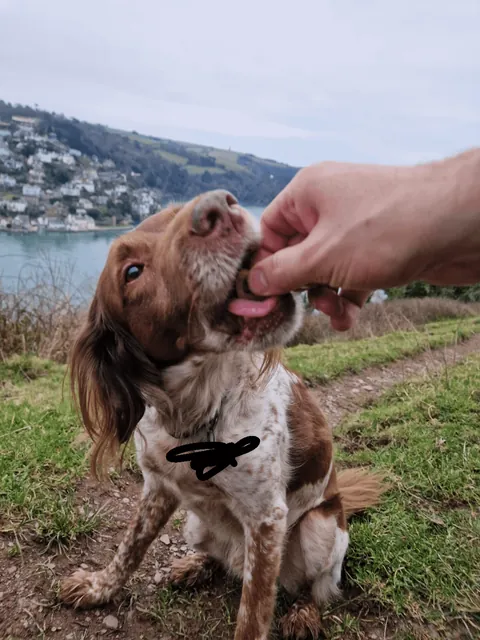 Benji is the gooddest pupperino