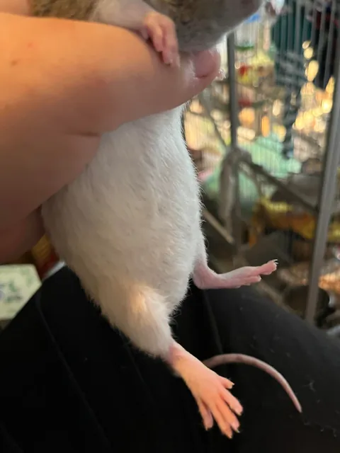 could this girl be pregnant?