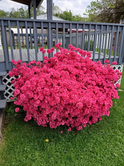 My late mother-in-law’s azalea