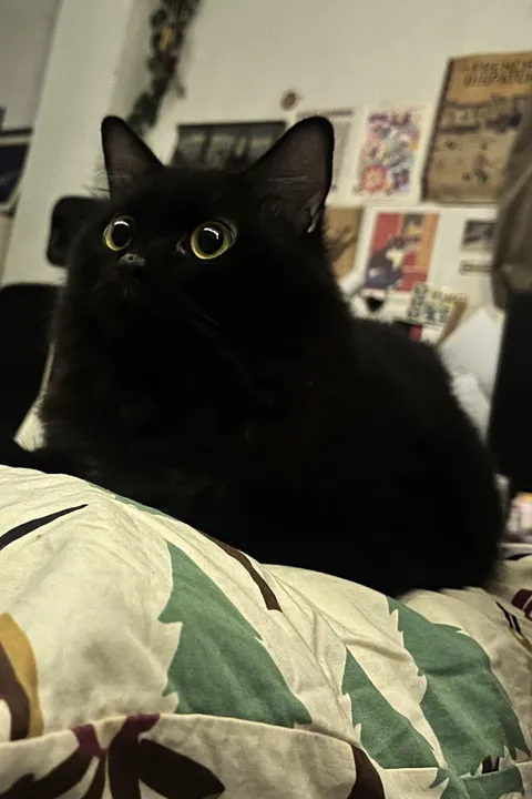 My void fluff of happiness