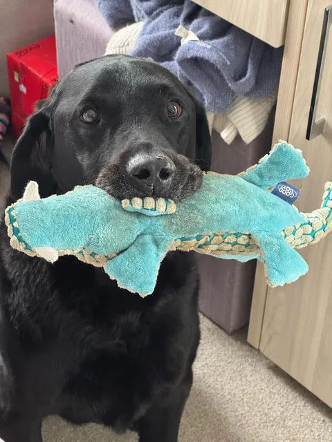 Sir Chompsalot has captured the sea monster and now demands belly rubs as tribute 🐾🦈