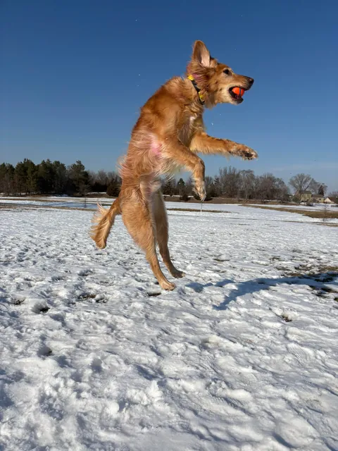 Apple is a real life air bud. Also, scroll to the end for a laugh 🤭