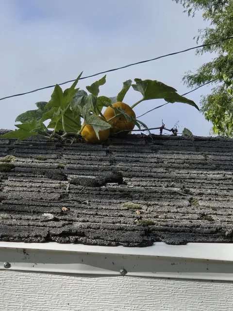 I told my neighbor I think his garage roof needs to be replaced. These are growing from under the multiple layers of shingles.