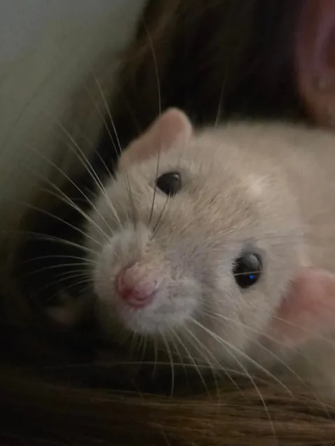 The brother of Jimily, Doby🩷