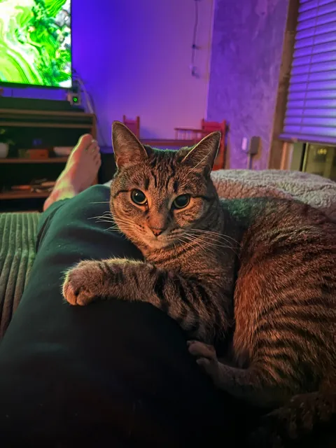 My cat is obsessed with my bf