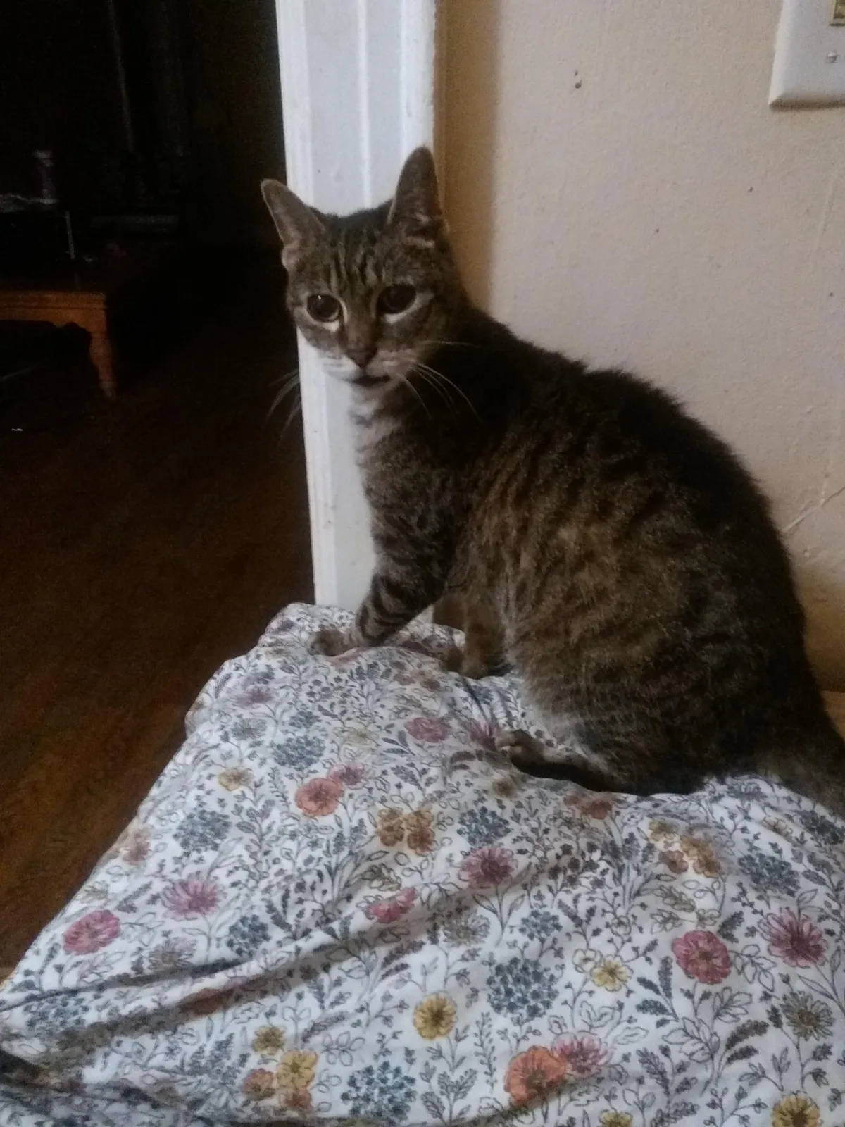 Truman, my thirty year old cat right before he died in 2020