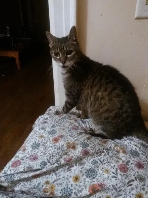 Truman, my thirty year old cat right before he died in 2020