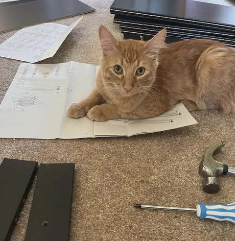 IKEA furniture assembler - 0/10 would not recommend