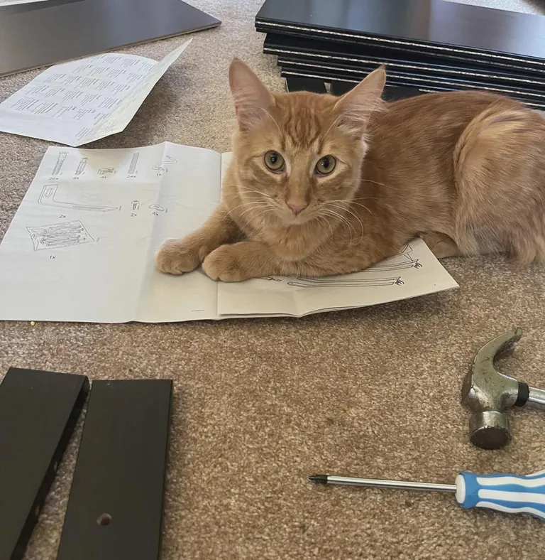 IKEA furniture assembler - 0/10 would not recommend