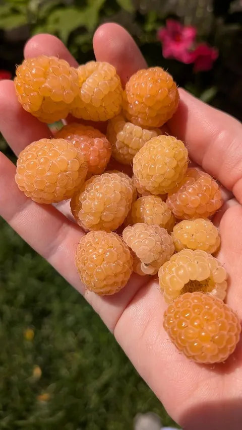 Fall Gold raspberries 🌟