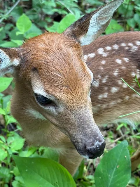 When you’re in the woods just looking for mushrooms and then someone decides you’re their mother
