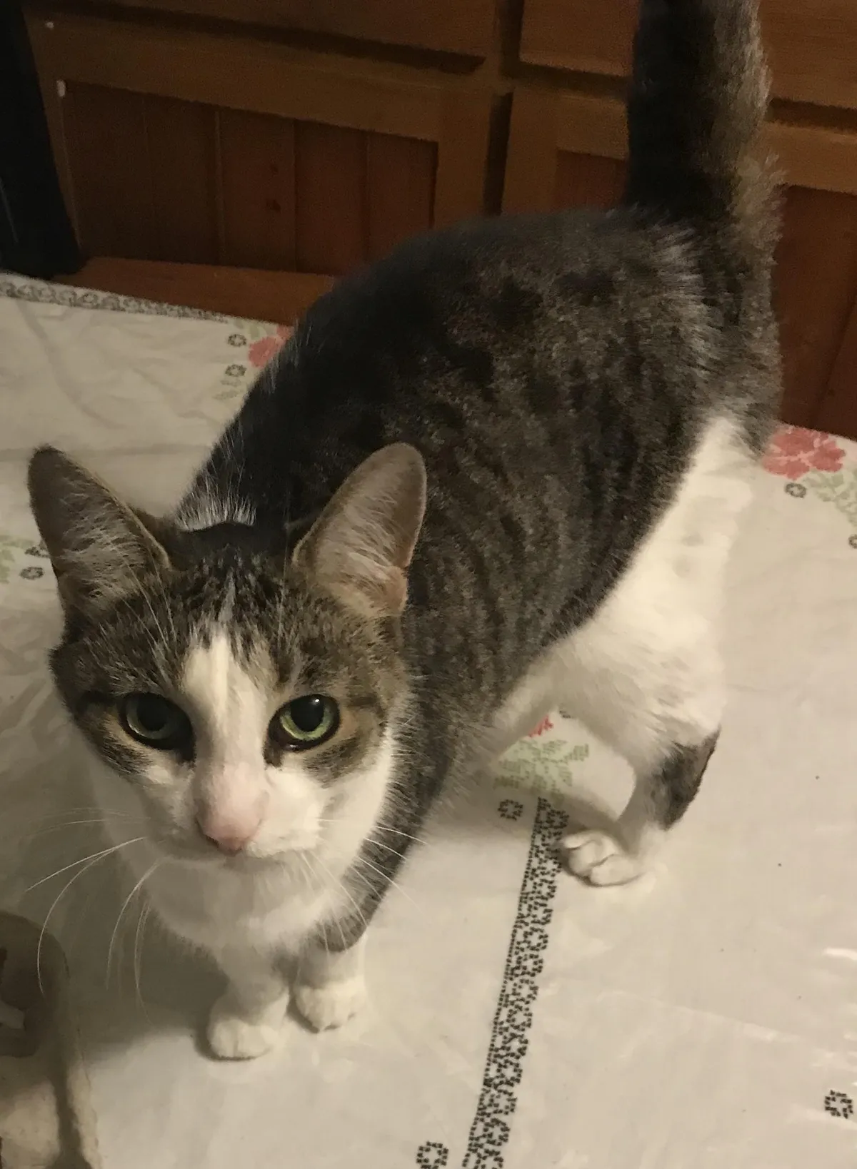 After 18 years she passed in her sleep yesterday with my mom petting her letting her know she was a good cat.