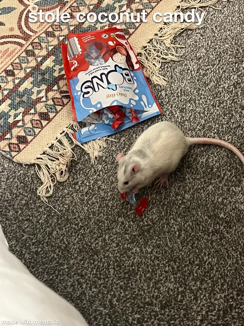 This week in RAT CRIMES 🚨