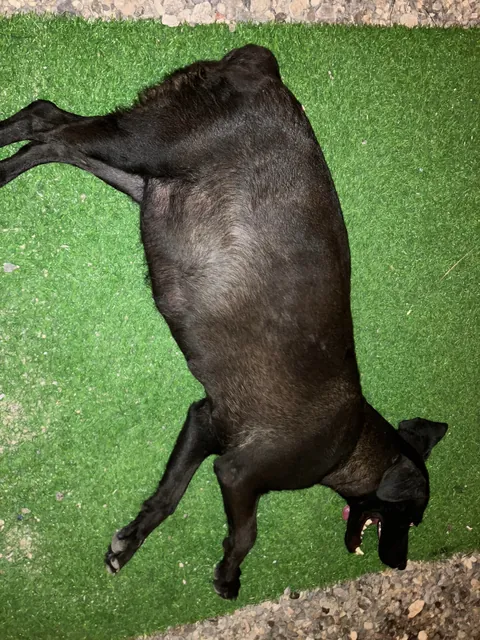 Found a pregnant street dog yesterday, she’s now in labor at 3 am.