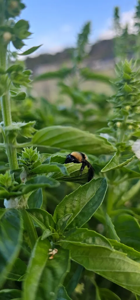 Naps in the basil are the best!