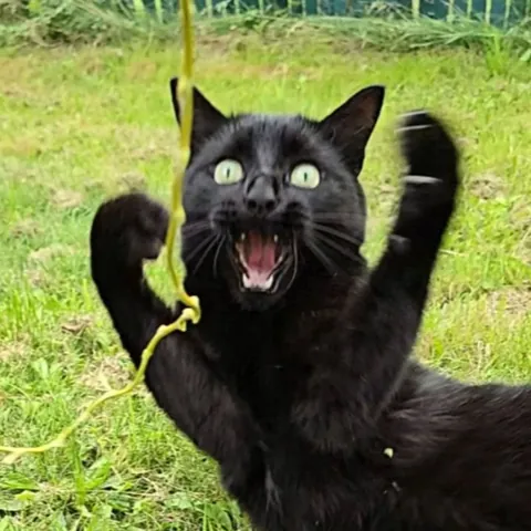 Meet Percy, the dramatic cat🎭