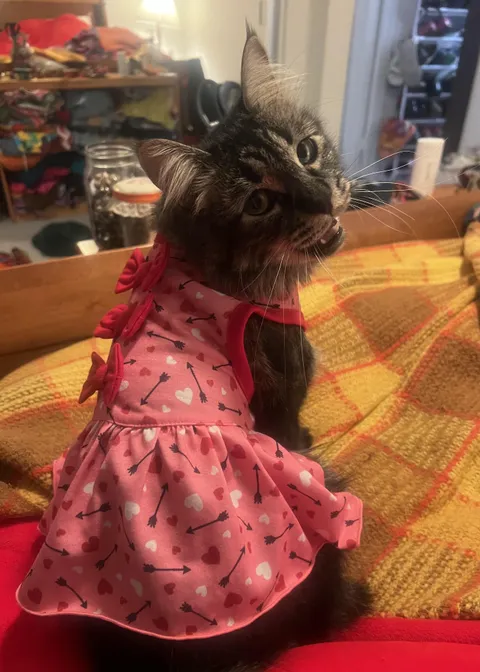 My girlfriend put this dress on our cat and I was against it til she sent me this