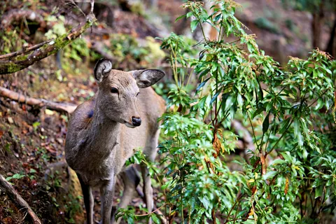 Fall colors in Japan