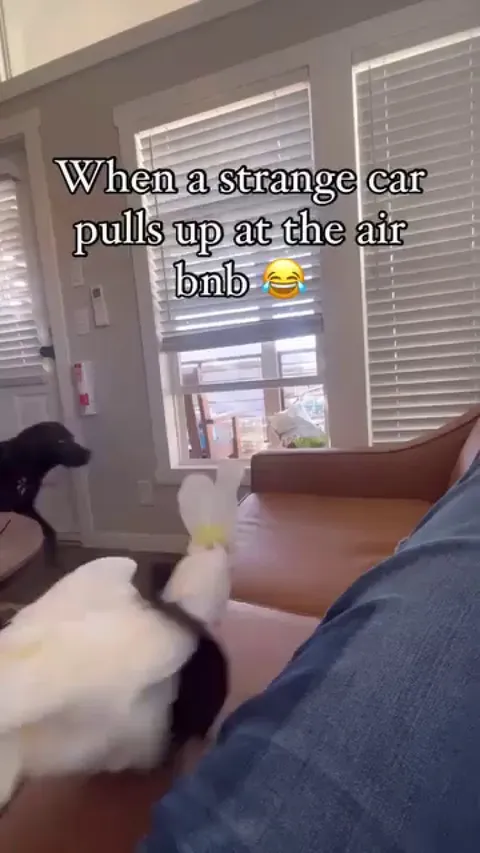 Parrot: Relax, bro—I got the barking covered