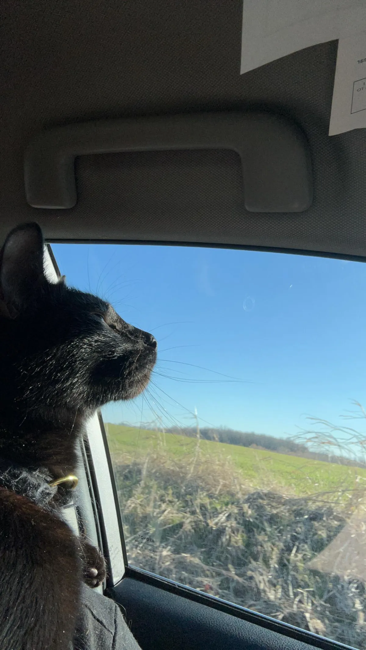 my cat thinks she is the main character, and she’s right